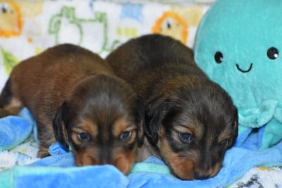 Les chiots de Teckel poil ras