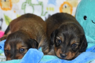 Les chiots de Teckel poil ras