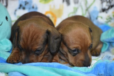 Les chiots de Teckel poil ras