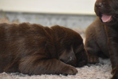 Les chiots de Labrador Retriever