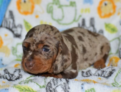 Les chiots de Teckel poil ras