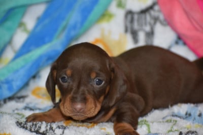 Les chiots de Teckel poil ras