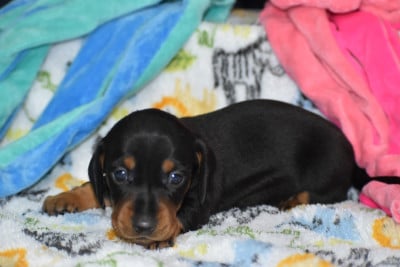 Les chiots de Teckel poil ras