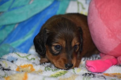 Les chiots de Teckel poil ras
