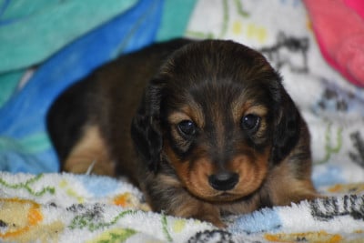 Les chiots de Teckel poil ras