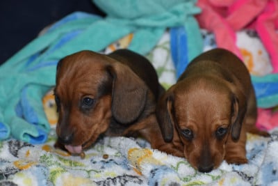 Les chiots de Teckel poil ras