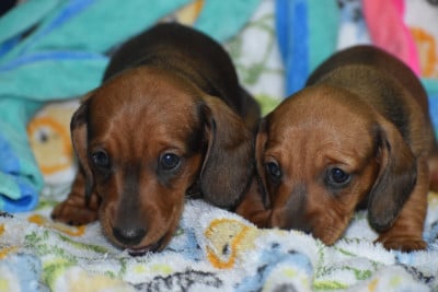 Les chiots de Teckel poil ras