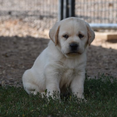 Les chiots de Labrador Retriever