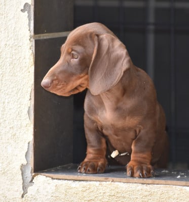 Les chiots de Teckel poil ras
