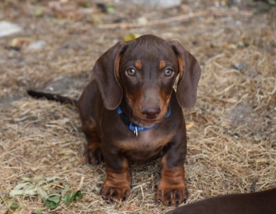Les chiots de Teckel poil ras