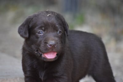 Les chiots de Labrador Retriever