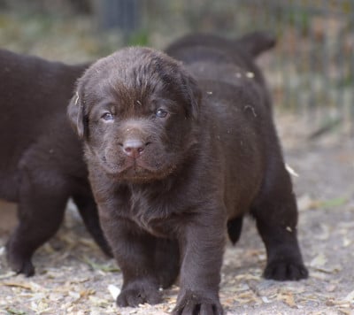 Les chiots de Labrador Retriever