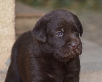 Les chiots de Labrador Retriever