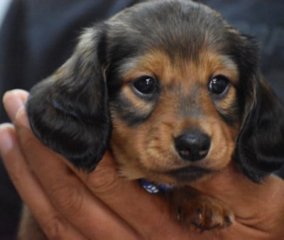 Les chiots de Teckel poil ras
