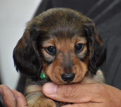 Les chiots de Teckel poil ras
