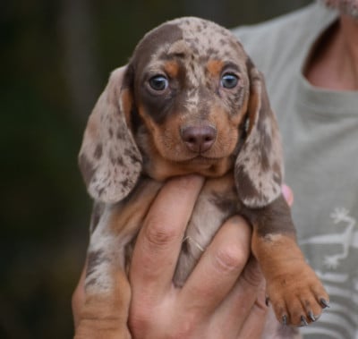 Les chiots de Teckel poil ras