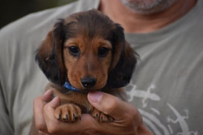 Les chiots de Teckel poil ras