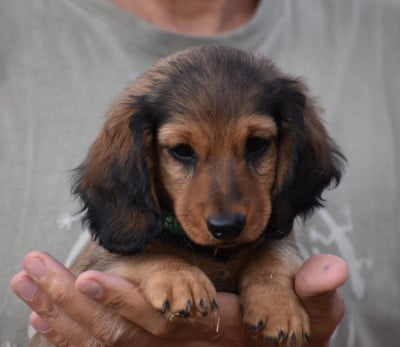 Les chiots de Teckel poil ras