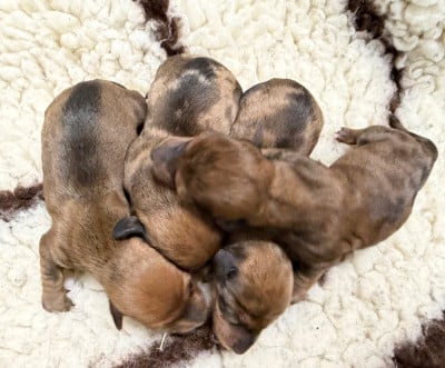 Les chiots de Teckel poil ras