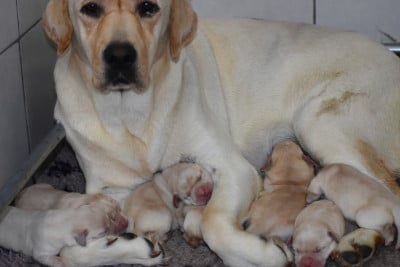 Les chiots de Labrador Retriever