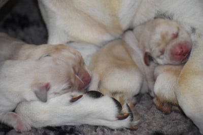 Les chiots de Labrador Retriever