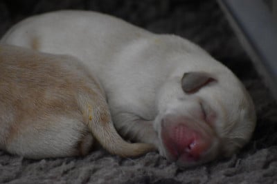 Les chiots de Labrador Retriever
