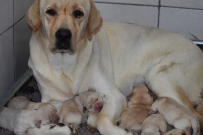 Les chiots de Labrador Retriever