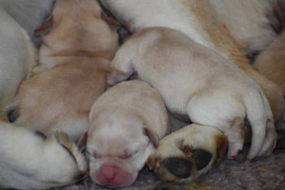 Les chiots de Labrador Retriever