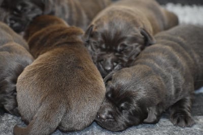 Les chiots de Labrador Retriever