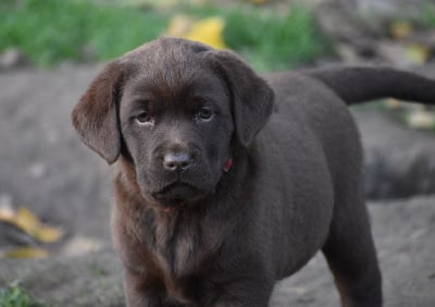 Les chiots de Labrador Retriever