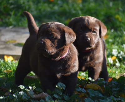 Les chiots de Labrador Retriever