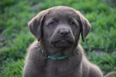 Les chiots de Labrador Retriever