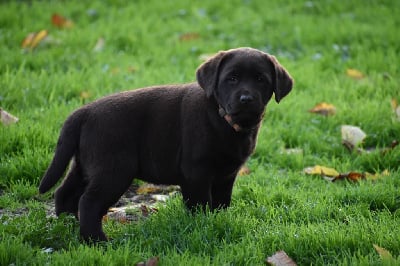Les chiots de Labrador Retriever