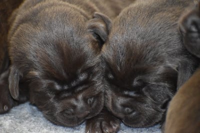 Les chiots de Labrador Retriever