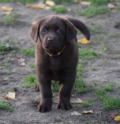 Les chiots de Labrador Retriever