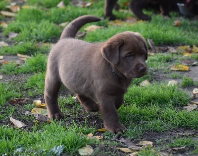 Les chiots de Labrador Retriever