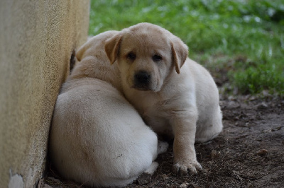Les chiots de Labrador Retriever