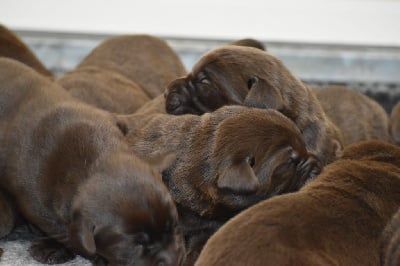 Les chiots de Labrador Retriever