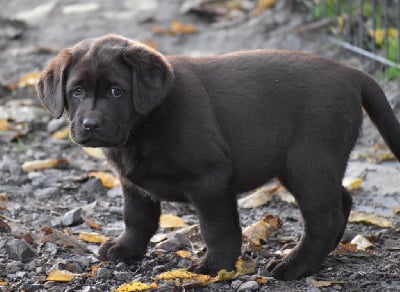 Les chiots de Labrador Retriever