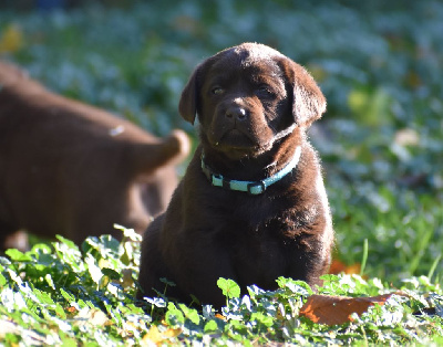 Les chiots de Labrador Retriever