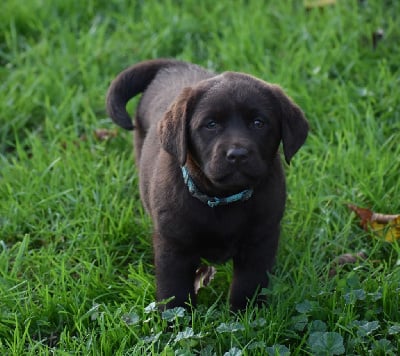 Les chiots de Labrador Retriever