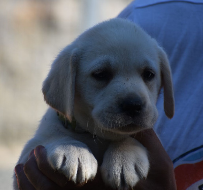 Les chiots de Labrador Retriever