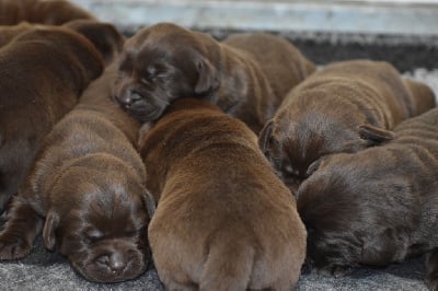 Les chiots de Labrador Retriever