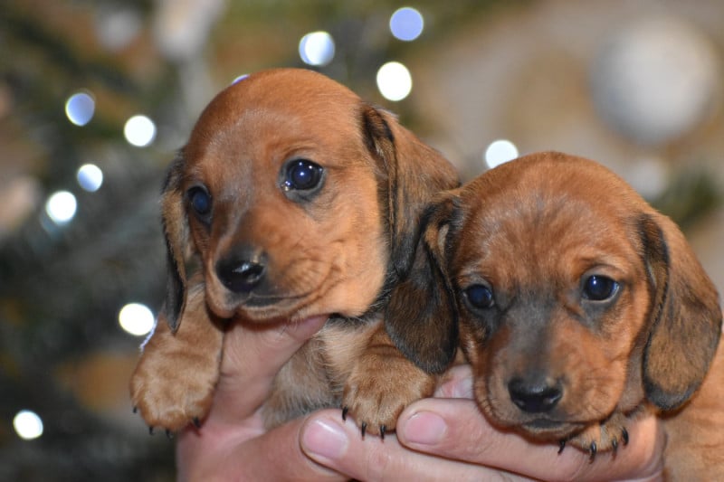 Teckel poil ras - Du Moulin Sault