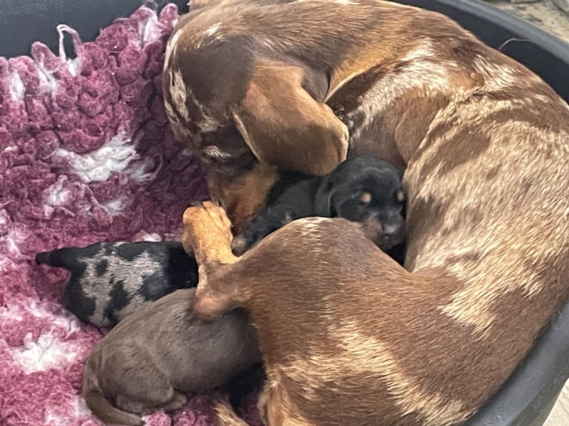 Teckel poil ras - Du Moulin Sault