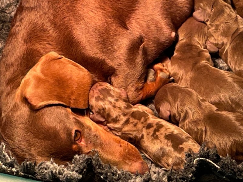 Teckel poil ras - Du Moulin Sault