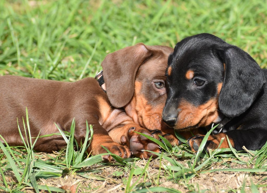 Femelle teckel nain poil ras