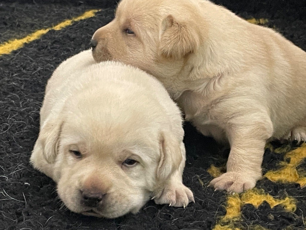 Labrador Retriever - Du Moulin Sault