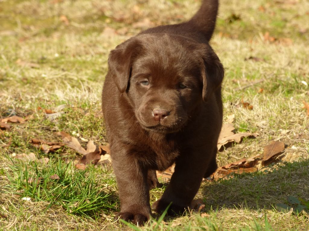 Femelle Chocolat - Labrador Retriever