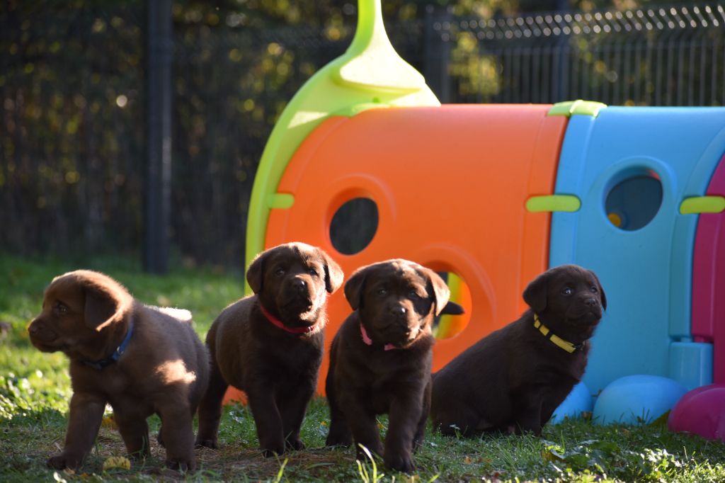 Labrador Retriever - Du Moulin Sault